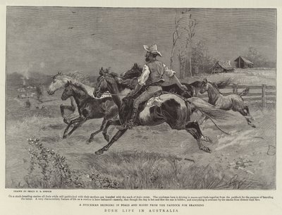 Vita nella Boscaglia in Australia da Percy F.S. Spence