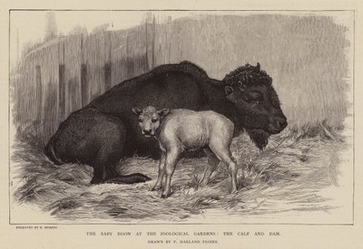 Bisonte e vitello allo Zoo di Londra (incisione) da Percy Harland Fisher