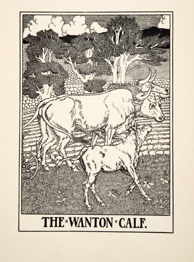 Il Vitello Libertino, da Cento Favole di Esopo, pub.1903 da Percy J. Billingshurst