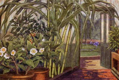 Canna da zucchero, pianta del tè e pianta del caffè da Percy James Billinghurst