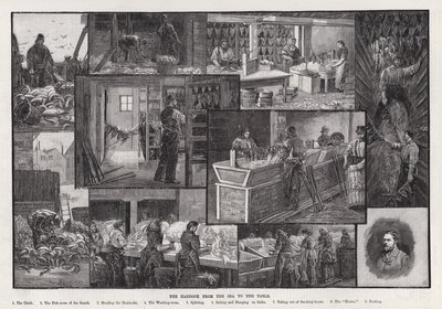 Il Merluzzo dal Mare alla Tavola da Percy Robert Craft