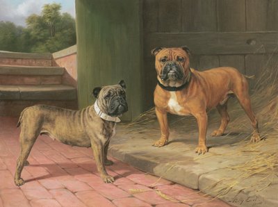Un bulldog rosso e un bulldog tigrato vicino a un fienile da Percy Thomas Earl