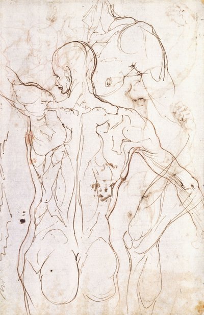 Un Nudo Visto da Dietro, Guardando a Sinistra, e Altri Studi della sua Spalla Sinistra e Gamba Destra da Perino del Vaga