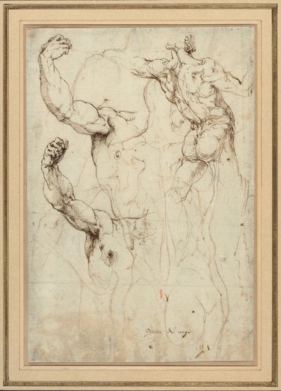 Studio di un nudo visto di schiena e due studi di un braccio (recto); nudo visto di schiena, con studi secondari di una spalla e di una gamba (verso) da Perino del Vaga