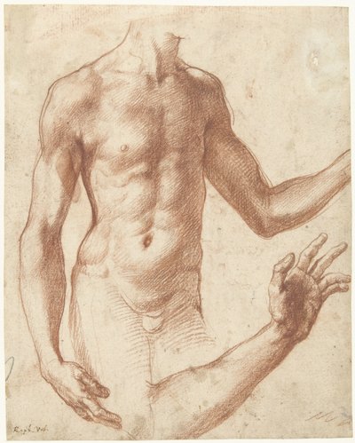 Studio di un torso da Perino del Vaga