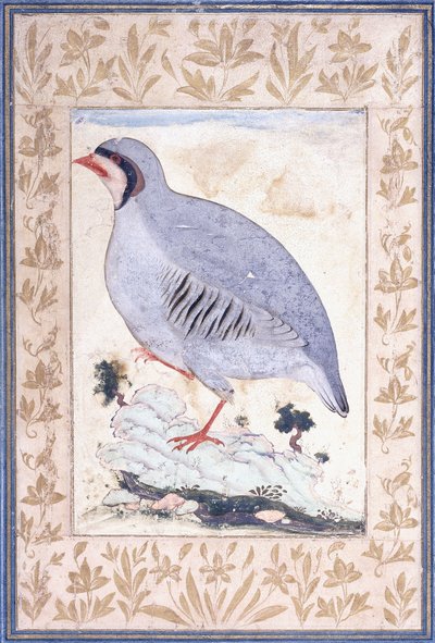 Una pernice zamperosse, c. metà XVII secolo da Persian School