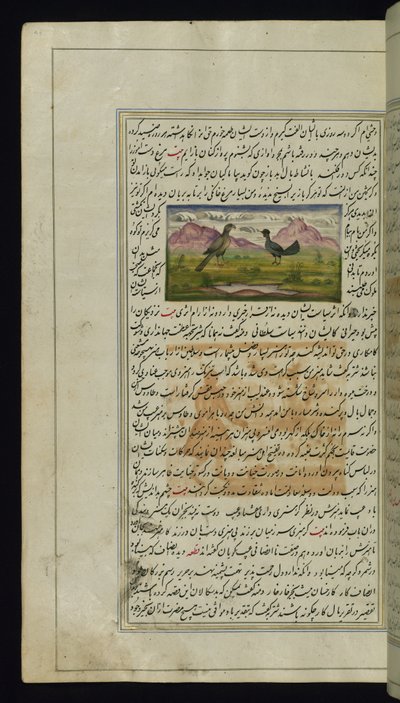 Un falco e una gallina da Luci di Canopo da Persian School