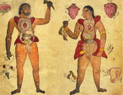 Illustrazione anatomica di un uomo e una donna che tengono i propri organi interni, pubblicata in Tibb-i Akbar, "La medicina di Akbar" c.1700 da Persian School