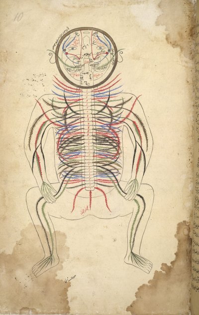I.O. ISLAMIC 1379, f.10 Colonna vertebrale umana, da 
