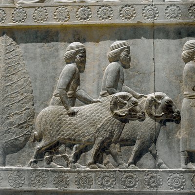 I Sogdiani portano doni a Dario I. Rilievi della scala orientale dell
