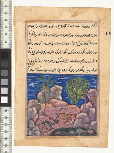 Favola XV, Il gatto attacca i topi che disturbano il leone, illustrazione dal "Tuti-Nama" da Persian School
