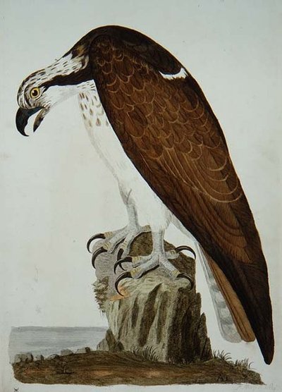 Il falco calvo, tavola da 