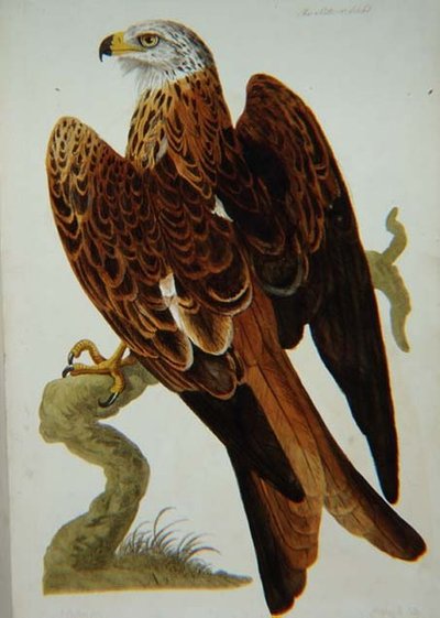 Il nibbio (Milvus milvus) o Glead, tavola da 
