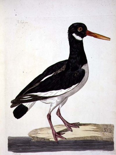 Il Beccacciaio o Ostricaro, tavola da 