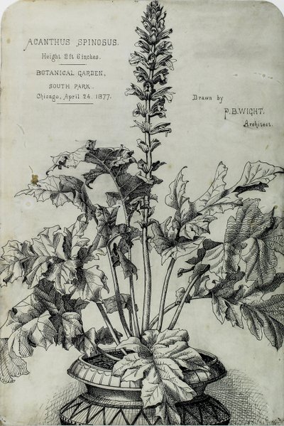 Acanthus Spinosus, Disegni di Presentazione da Peter Bonnett Wight