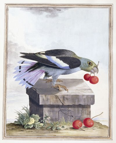 Tavola VIII da Peter Brown