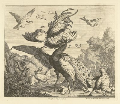Gallo attacca un pavone da Peter Casteels (III)