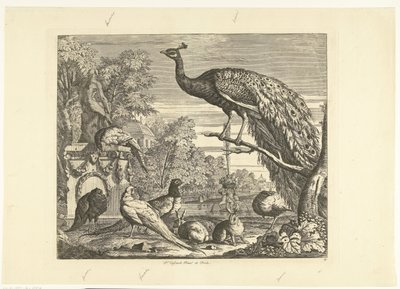 Pavone, conigli e altri uccelli presso una fontana da giardino (Diversi uccelli) da Peter Casteels (III)