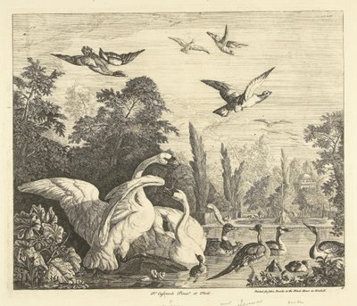 Cigni e anatre in uno stagno per uccelli Vari uccelli (serie) da Peter Casteels (III)