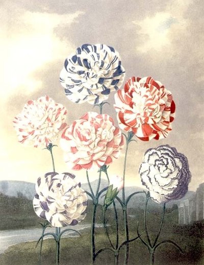 Un gruppo di garofani: Dianthus caryophyllus, inciso da Caldwall, dal 