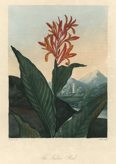 Acqua rossa o Conflore o Toloman Forte, dal Tempio della Flora, di Dr. Robert Thornton (1768-1837) da Peter Charles (after) Henderson