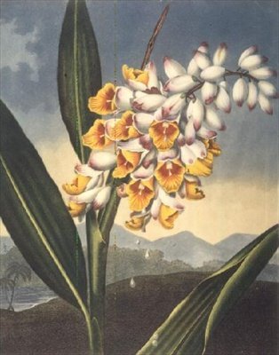La Renealmia che annuisce, inciso da Caldwall, da 