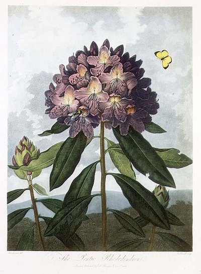 Il rododendro pontico, inciso da Caldwell, da 