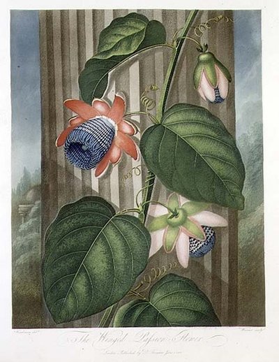 Il fiore della passione alato, inciso da Warner, da 