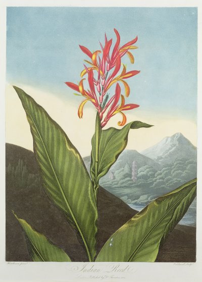 Canna indiana, incisa da Caldwall, da 