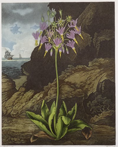 La primula americana, incisa da Warner, da 
