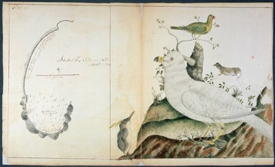 Carta della Baia dell