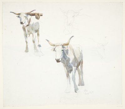 Buoi italiani. Pompei da Peter Hansen