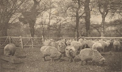  da Peter Henry Emerson