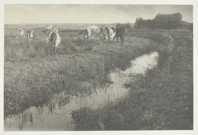 Bestiame in palude da Peter Henry Emerson