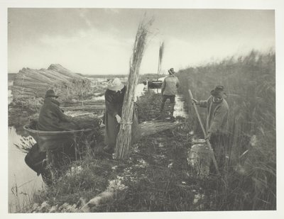 Durante la raccolta delle canne da Peter Henry Emerson