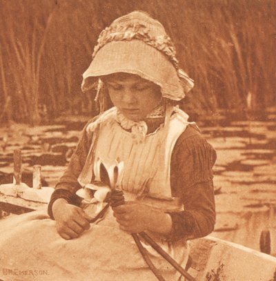 Blumen des Sees da Peter Henry Emerson