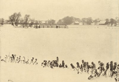 Erbacce di palude da Peter Henry Emerson