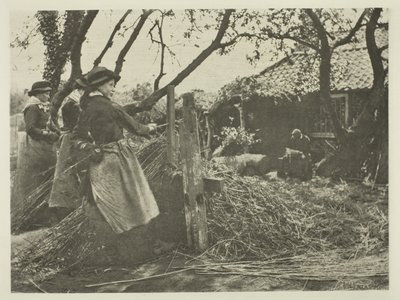 Sbucciatura di vimini (Norfolk) da Peter Henry Emerson