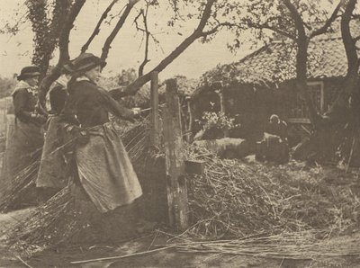 ViminiPeeling. [Norfolk]. da Peter Henry Emerson