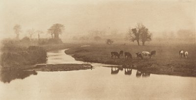 Pecore nelle paludi da Peter Henry Emerson
