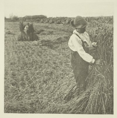 Shocking Corn (Norfolk) da Peter Henry Emerson