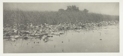 Ninfee da Peter Henry Emerson