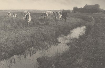 Bovini nelle paludi da Peter Henry Emerson and T.F. Goodall