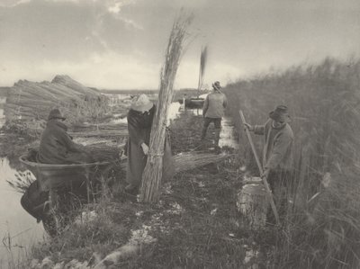 Durante la raccolta delle canne da Peter Henry Emerson and T.F. Goodall