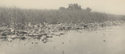 Ninfee da Peter Henry Emerson and T.F. Goodall
