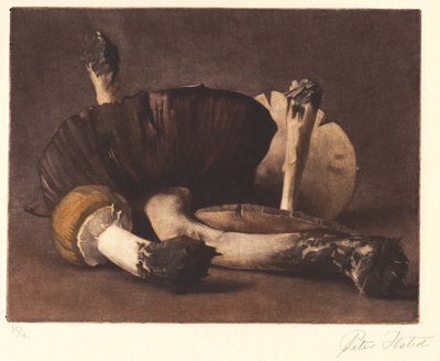 Fungo Giallo da Peter Vilhelm Ilsted