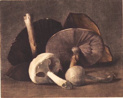 Fungo bianco da Peter Vilhelm Ilsted