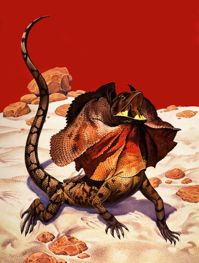 Lucertola a forma di becco (gouache su carta) da Peter Jackson
