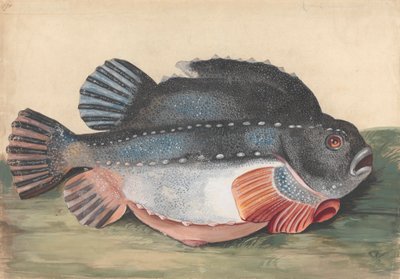 Pesce Lumpsucker (Maschio) da Peter Paillou the younger