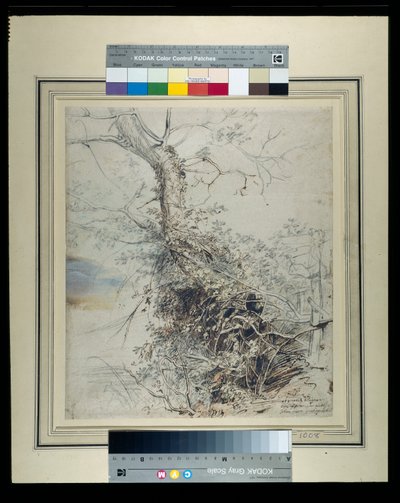 Un albero morente, il suo tronco coperto di rovi, accanto a una recinzione, c.1618-20 da Peter Paul Rubens